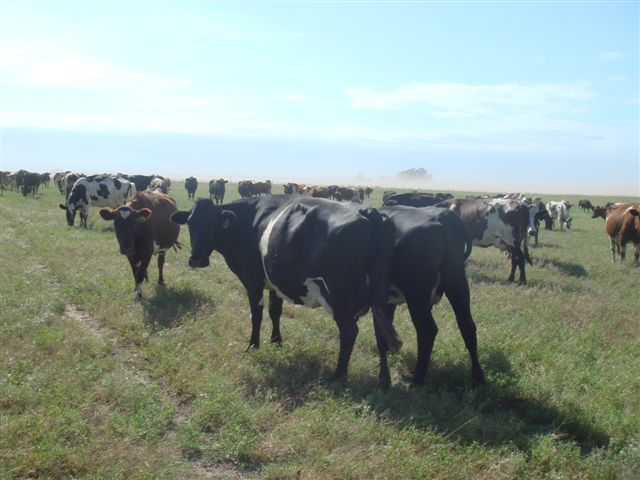 Vacas y Toritos 2008
