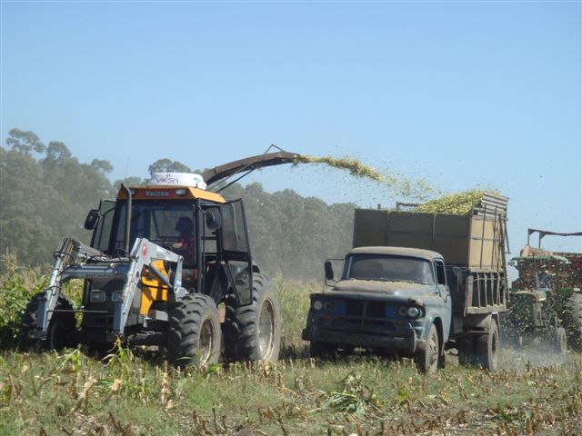 Majsskörd på pampas