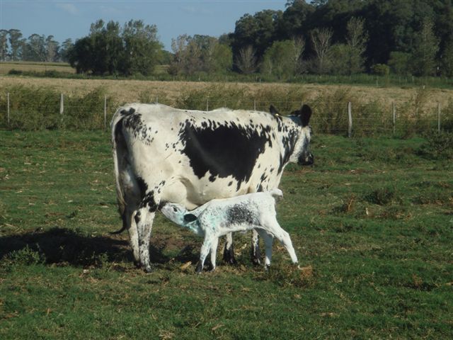 Larodotter med kalv efter 6847 Levis