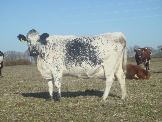 Sinko. Levis x Laro, 4:e lakt. Jättefin ko med underbart bra anfäst juver. Hon har alla möjligheter att bli gammal här. Sista lakt 6.342 kg under 305 dagar. 5:e kalven i vår. Tyvärr e. en SRB tjur.