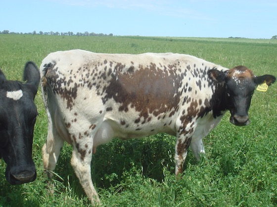 Andrakalvare e. Faramir