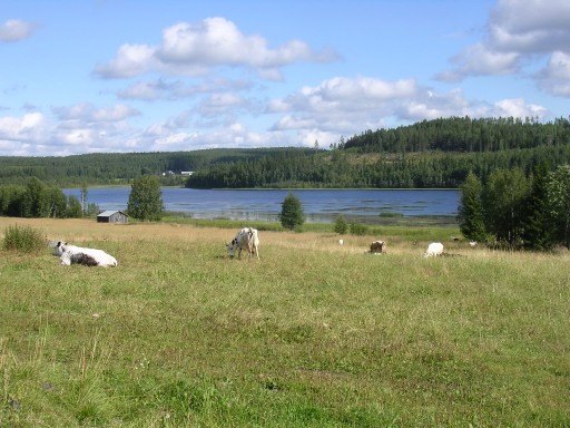 Utsikt från gårdsplanen hos Lars