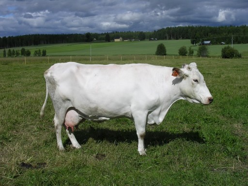 Roberts största ko 138cm korshöjd, är efter Lage mf. Kare mmf. Mysing