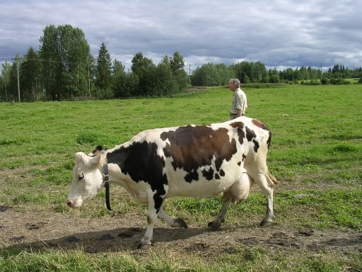 Fredriks äldsta ko Docka efter Lage mf.Hompen. Bakom kon går före ägaren till djuren Enar Brännmark