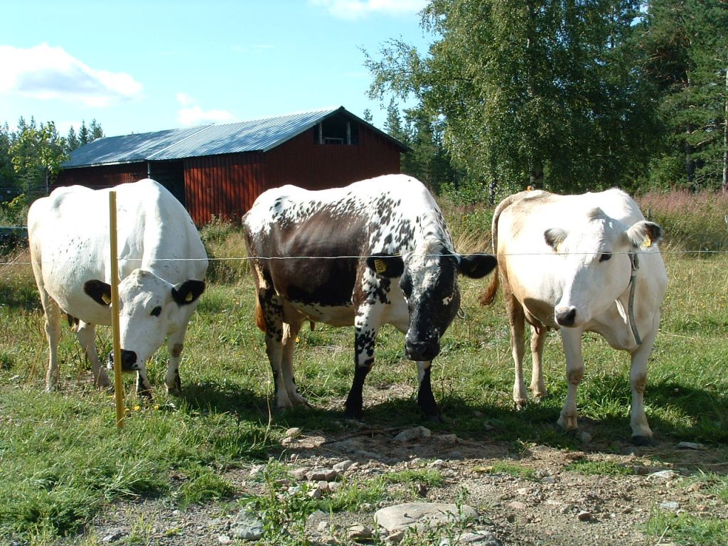 Årsmöte