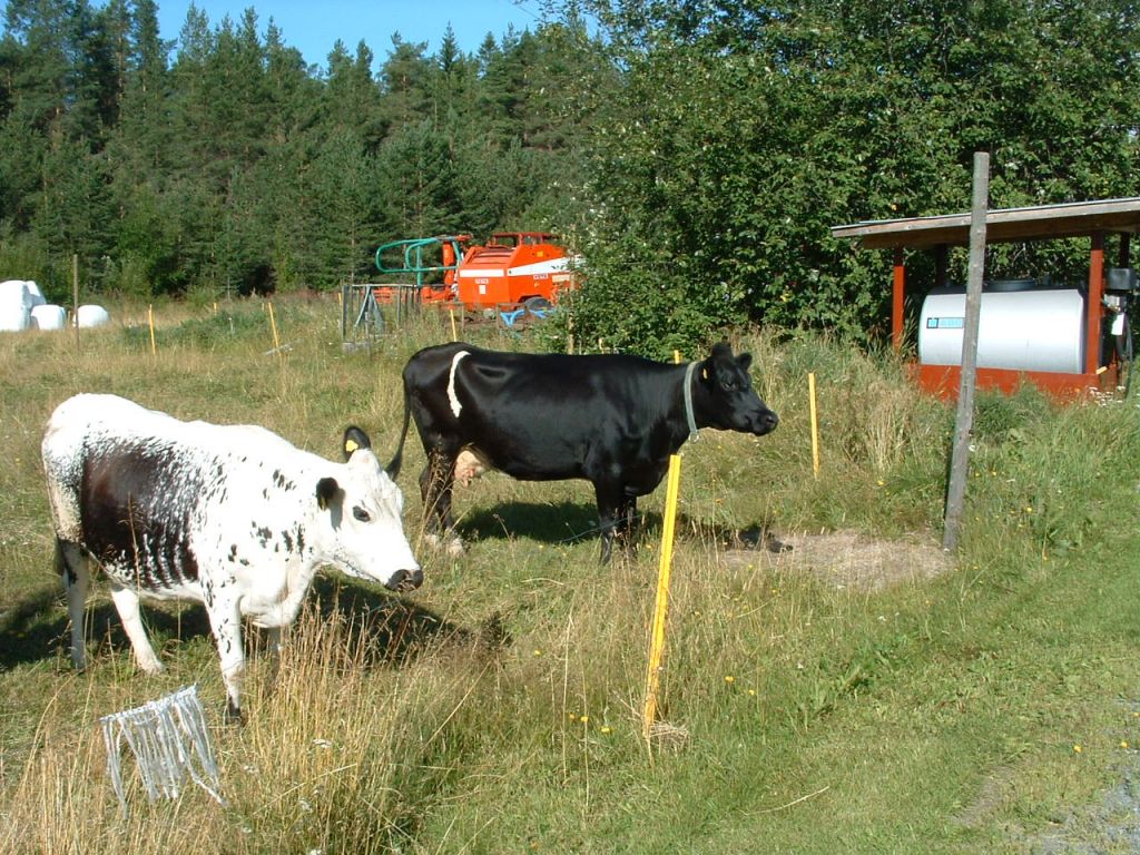 Årsmöte