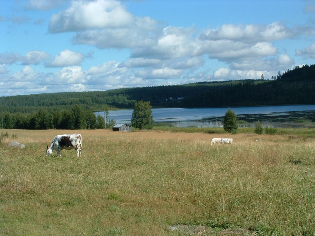 Årsmöte