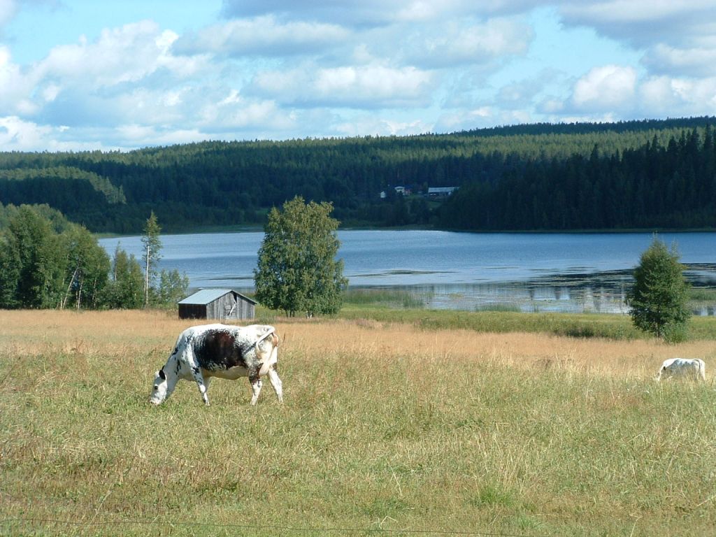 Årsmöte