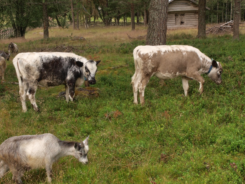 Kalvar o get på Hedbodarna.