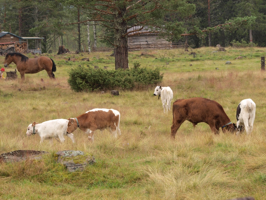 Kalvar och ardenner.