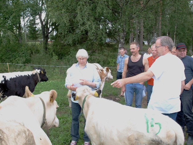 Stefan berättar om sina kor