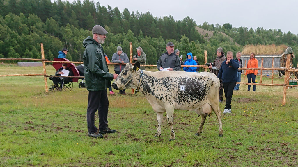 694 Sølvelin född 2014