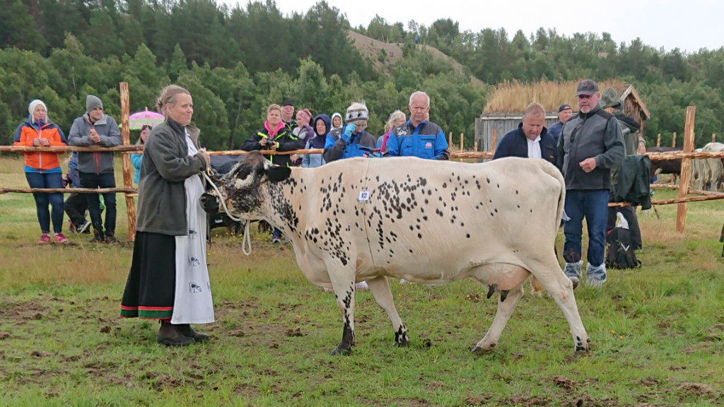 216 Flekkflua född 2011 med Torhild Moland