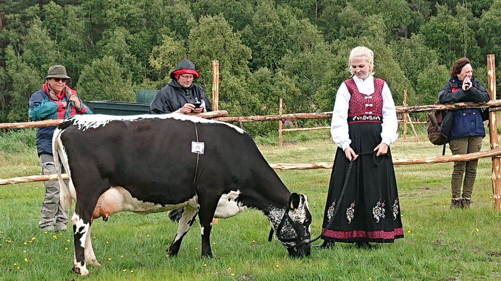 564 Pavlova född 2015 från Hanne Bye o Johan Gjessing