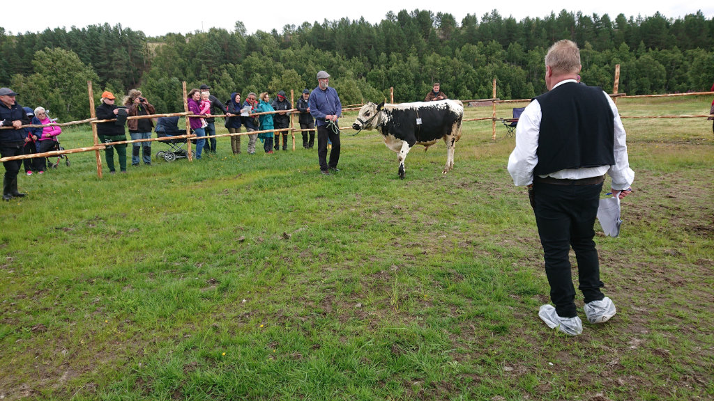 771 Grom 19 månader. fr Atle Meås