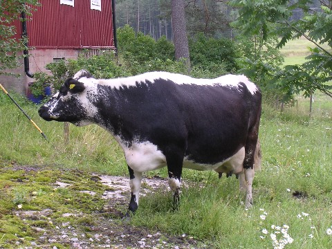 Syster till tjuren Rille