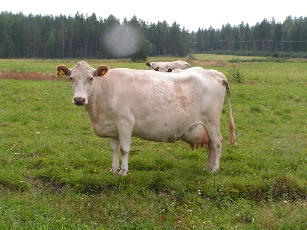 304 Linnea Svfj25167 efter 6738 Mast, morfar 115 Osten. Har fått 7 kalvar