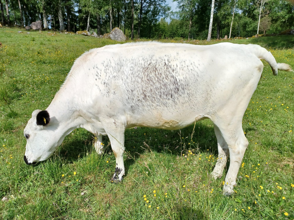 SE 9632-129 - segrare i Kvigklassen