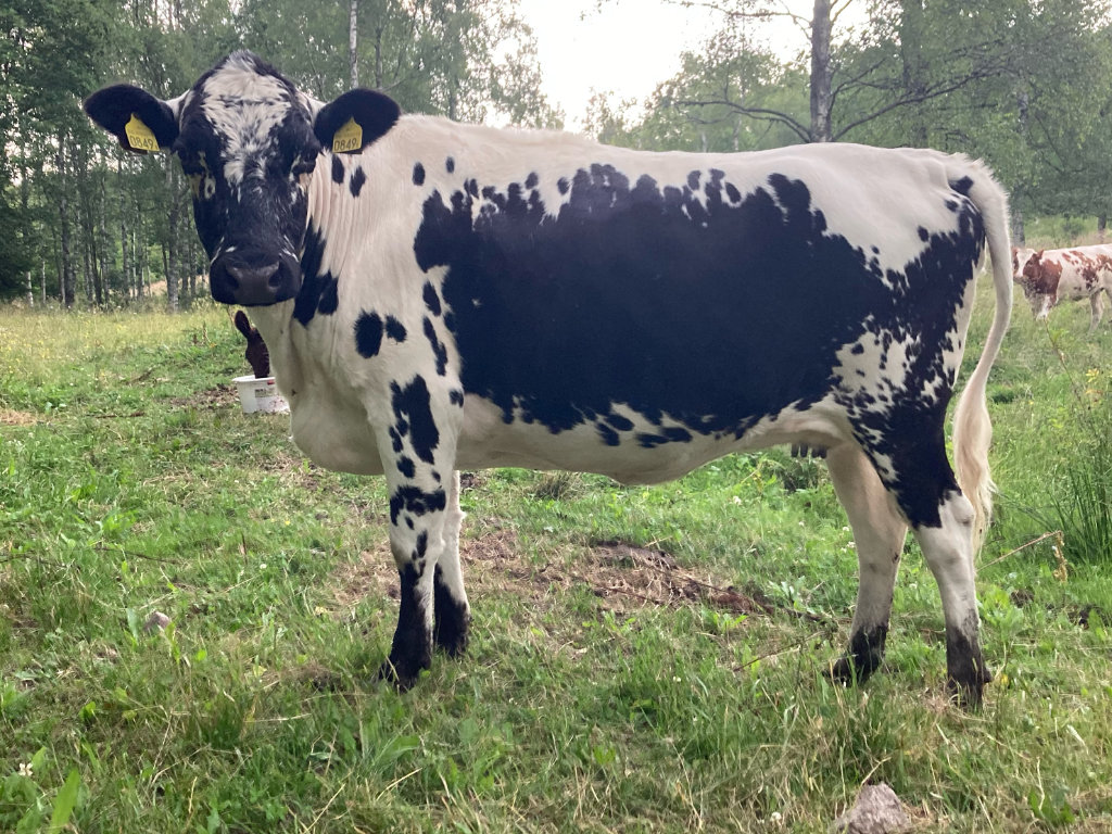 SE 55010-849 Malin - tvåa i Kvigklassen