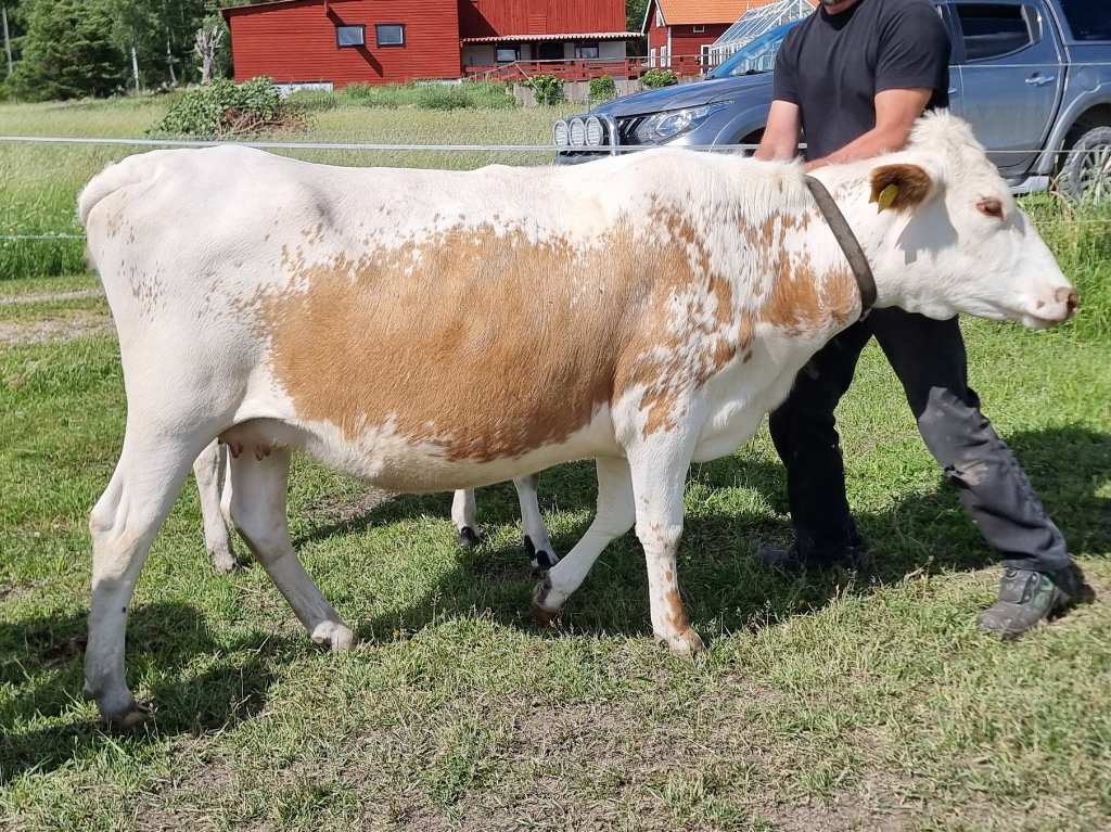 SE 228944-15 Josefin - trea i Kvigklassen