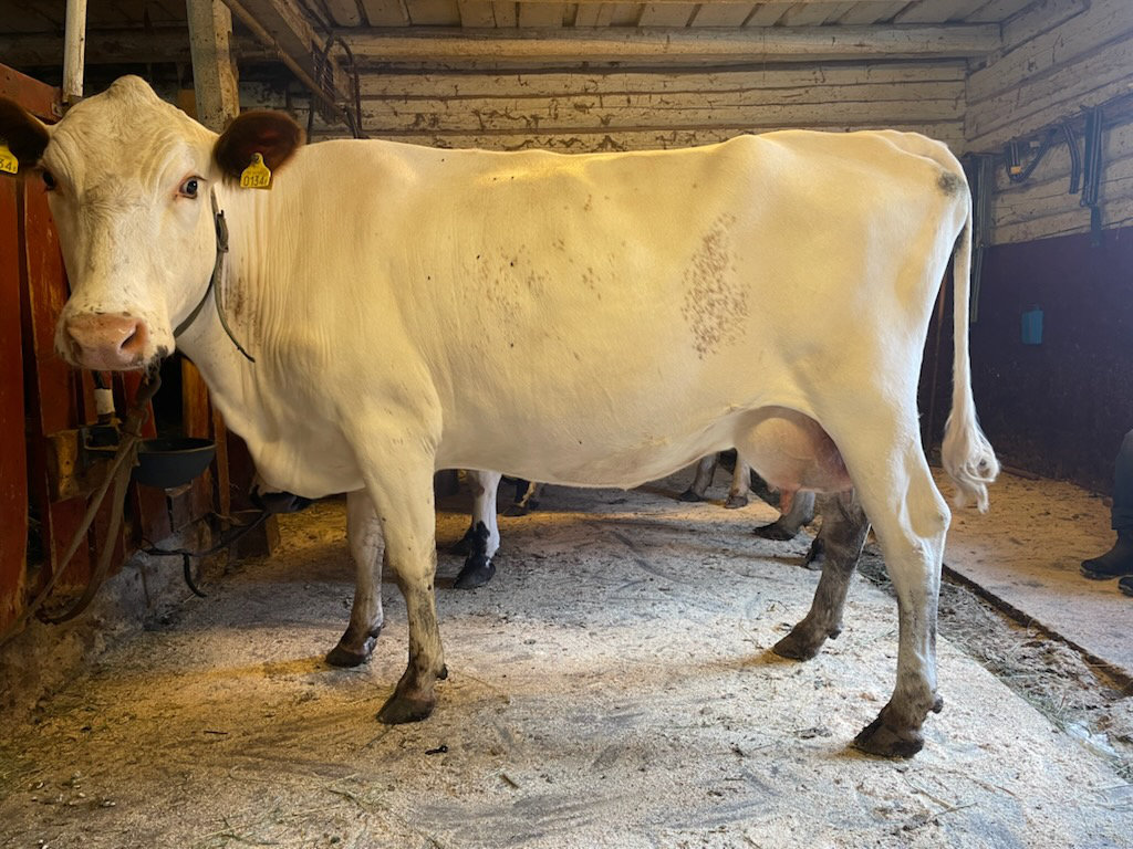 SE 7980-134 Snöruva - 3:a i SKB-klassen