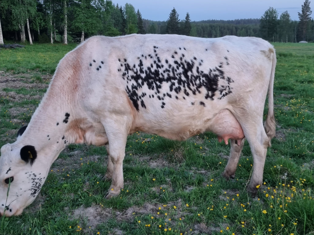 SE 58068-518 Isa - segrare i Klassen 3:e kalvare & äldre