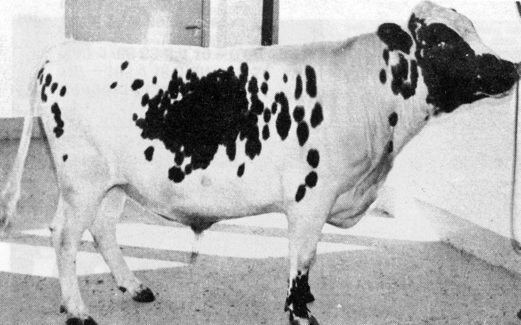 25-12007-6 Hoss