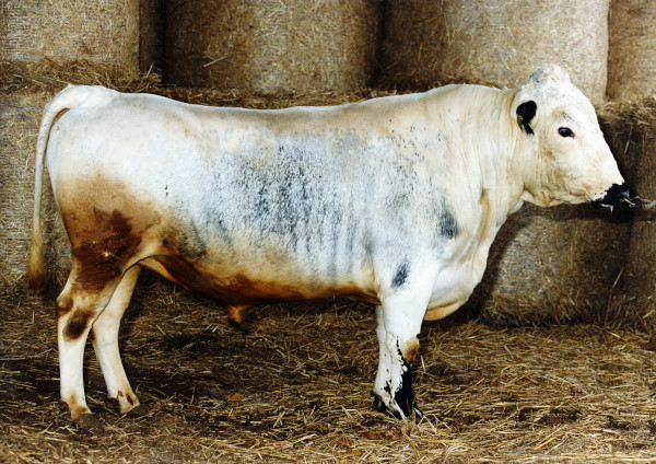 SE 36368-234 Sprint