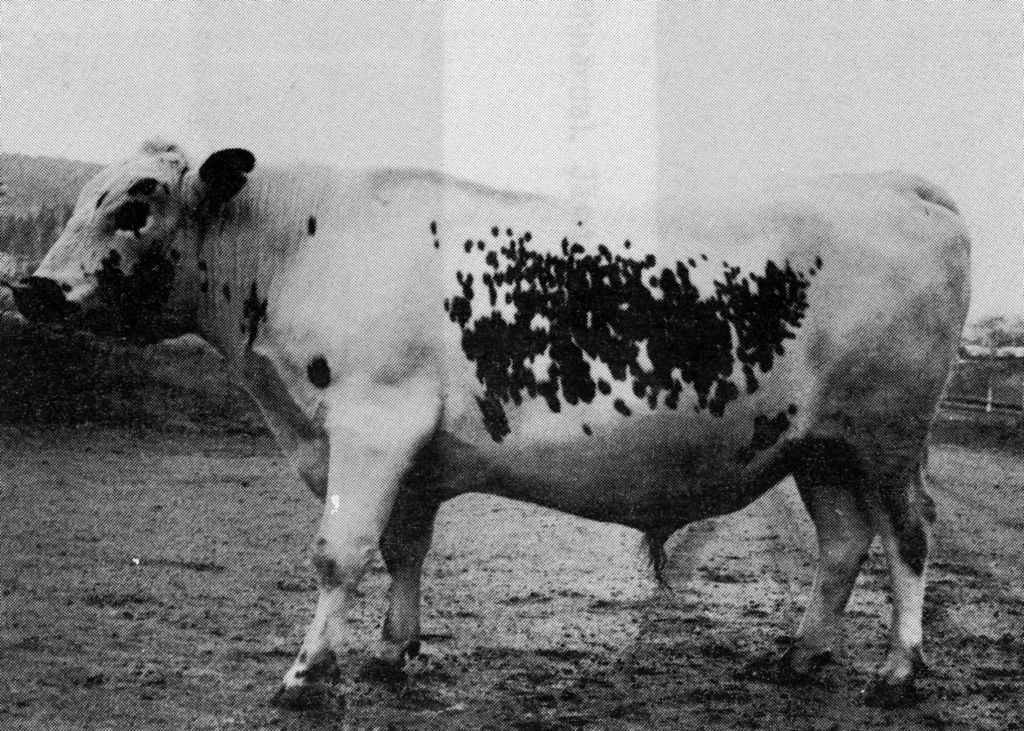33-23452-21 Homeros