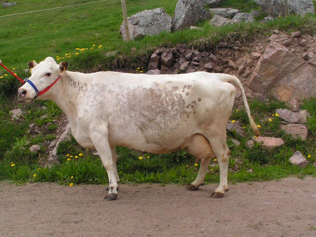 SE 83207-407 Malin