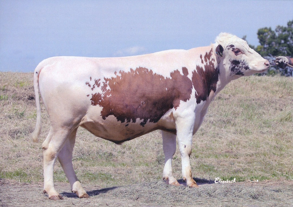 SE 83207-7437 Moltas