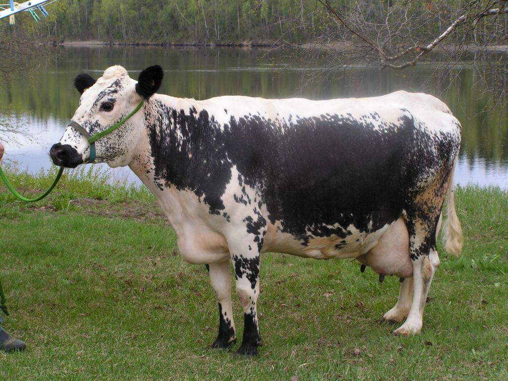 SE 1103-439 Rita