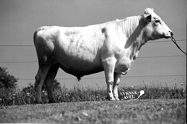 SE 1103-1179 Gunde
