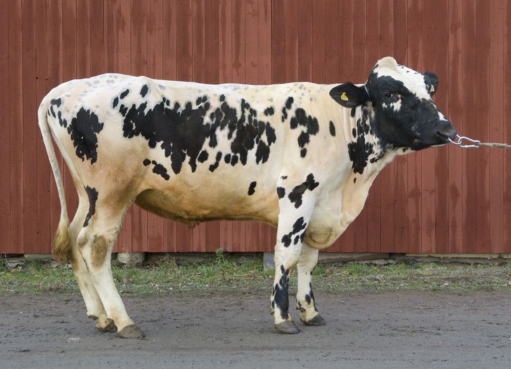 SE 1103-1301 Duve