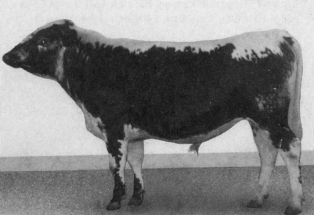 33-27098-1 Maro