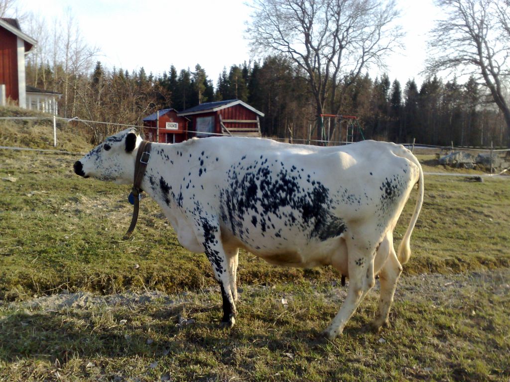SE 54839-72 Svärta