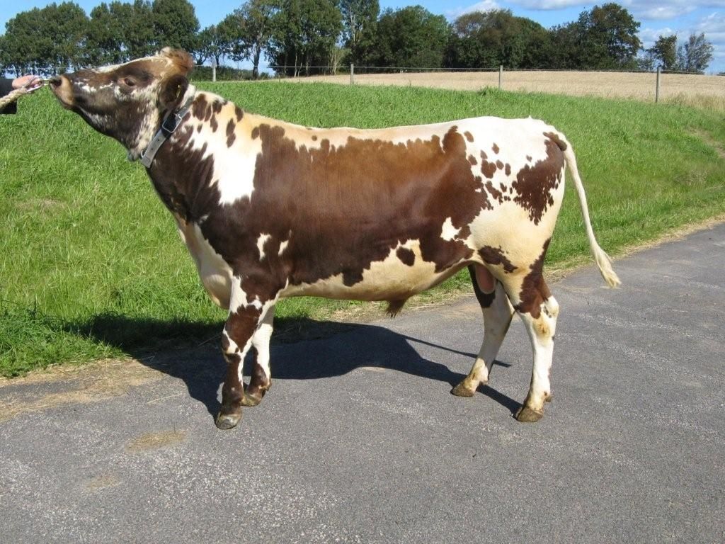 SE 1103-1344 Hövding