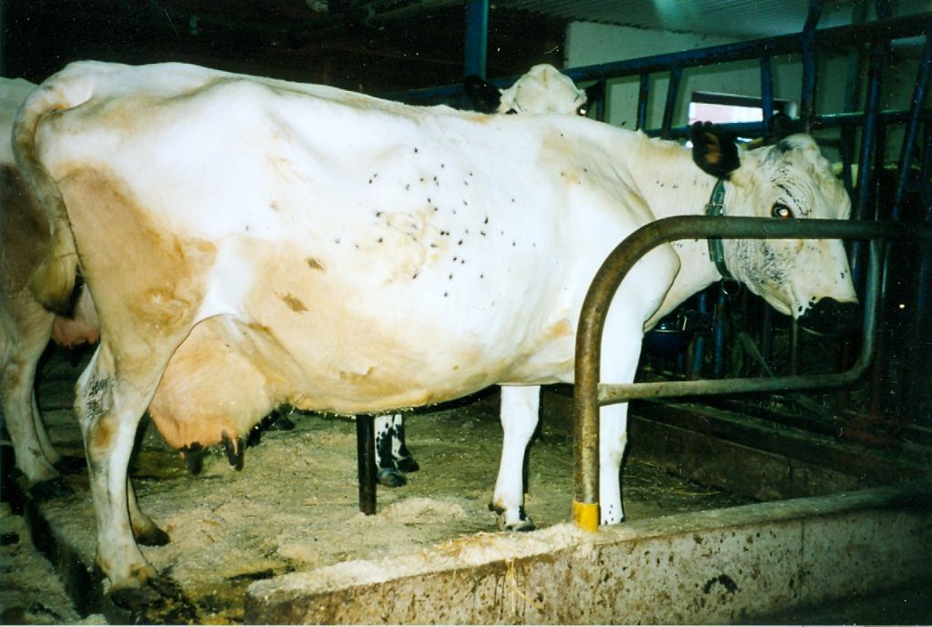 30-41512-94 Sippa