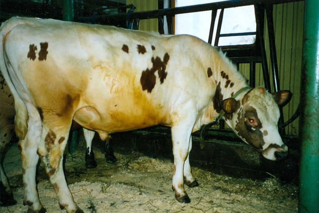 SE 41823-3259 Ivrig