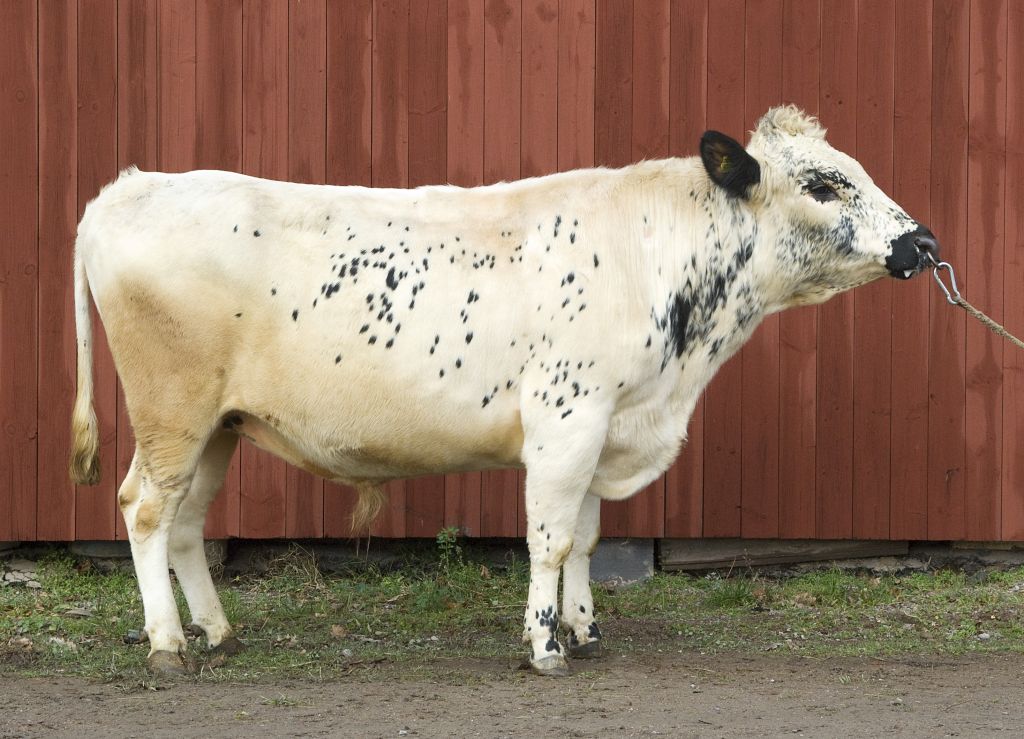 SE 83207-7345 Marvin