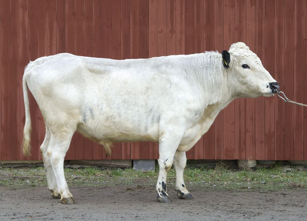 SE 55010-2253 Sansibar