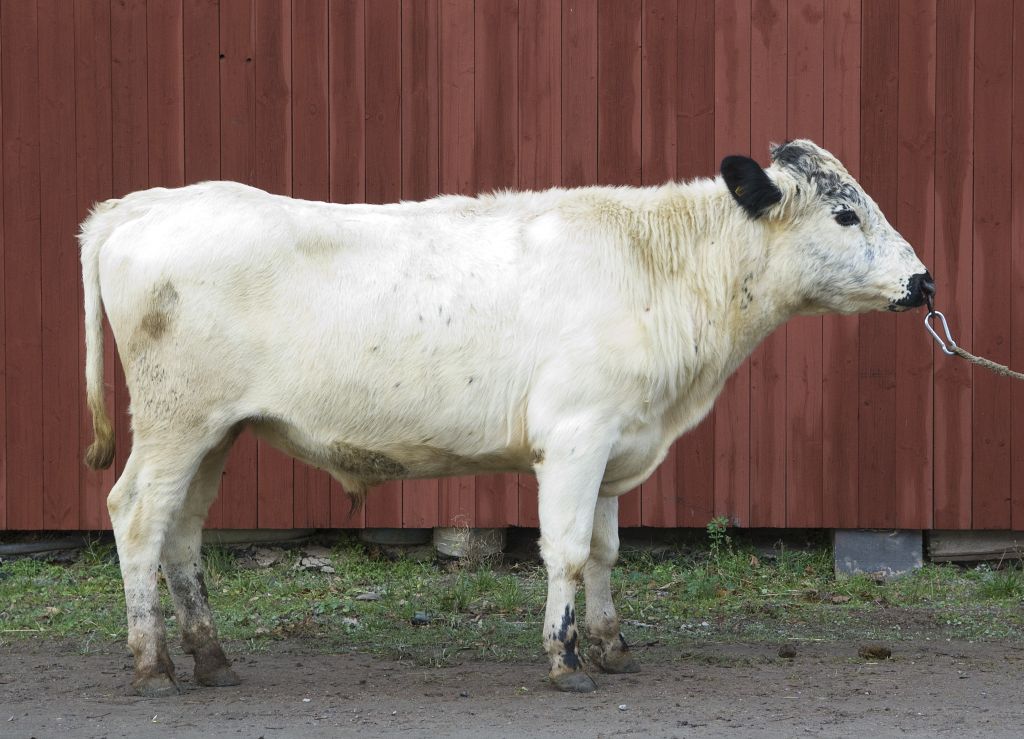 SE 55010-2309 Bister