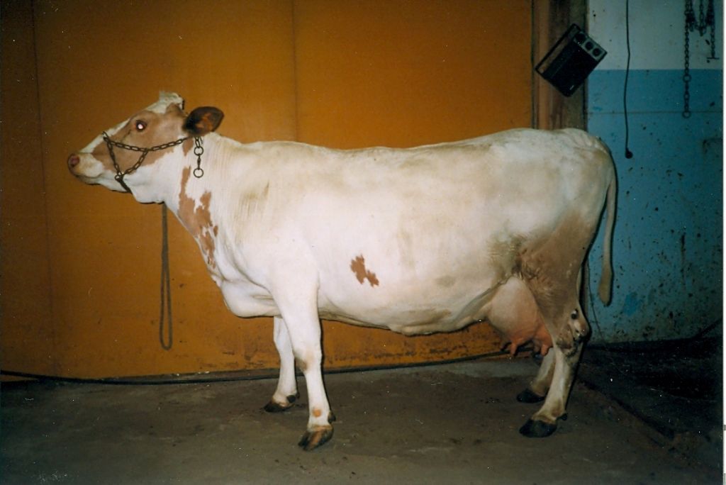 37-1103-349 Flinga