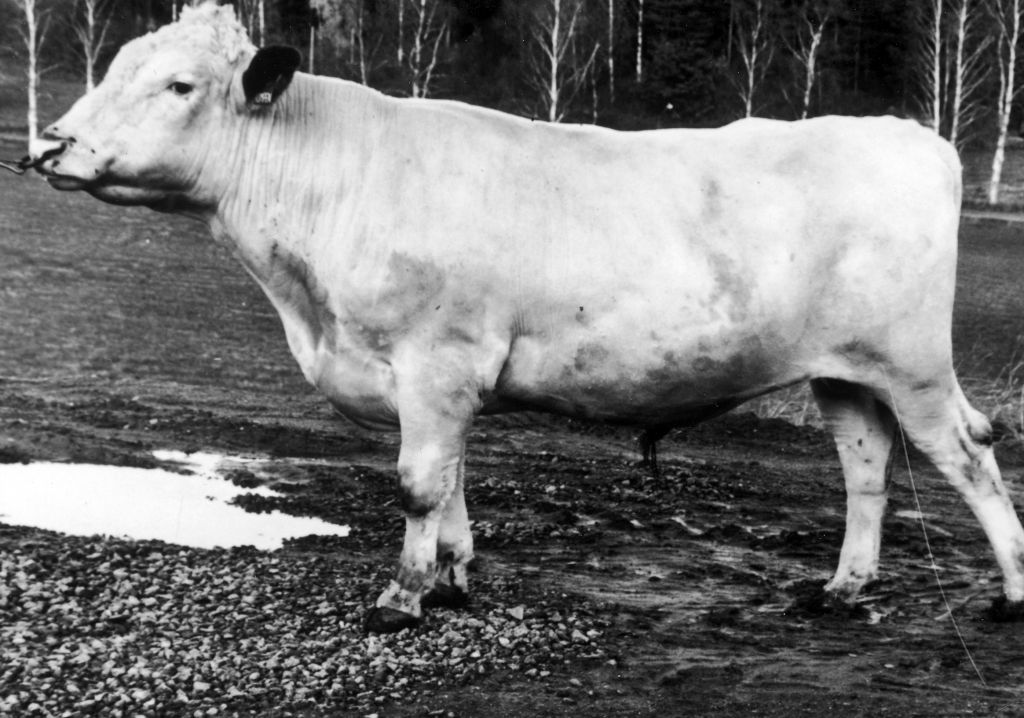 35-2855-10 Hompen