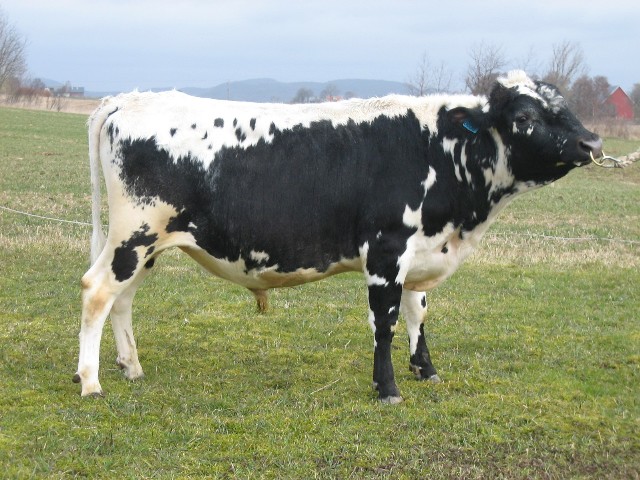 SE 55010-2240 Rille