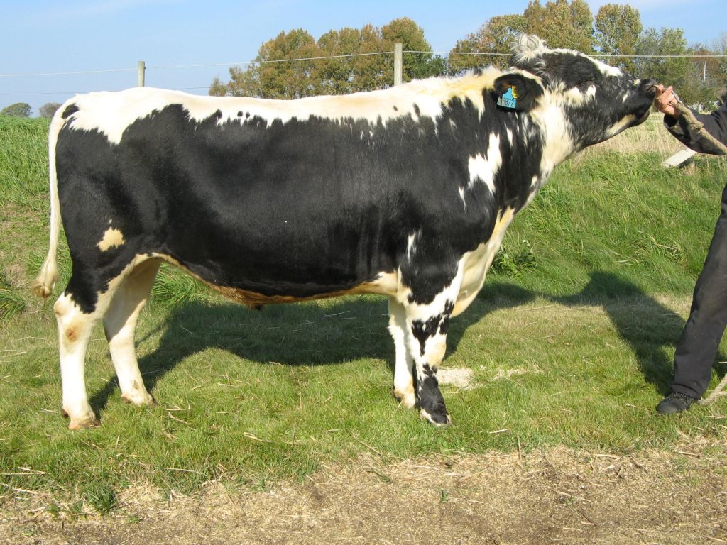 SE 4105-1141 Snökung