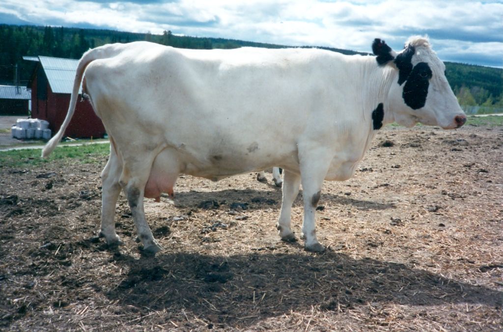 37-27805-373 Fagerros