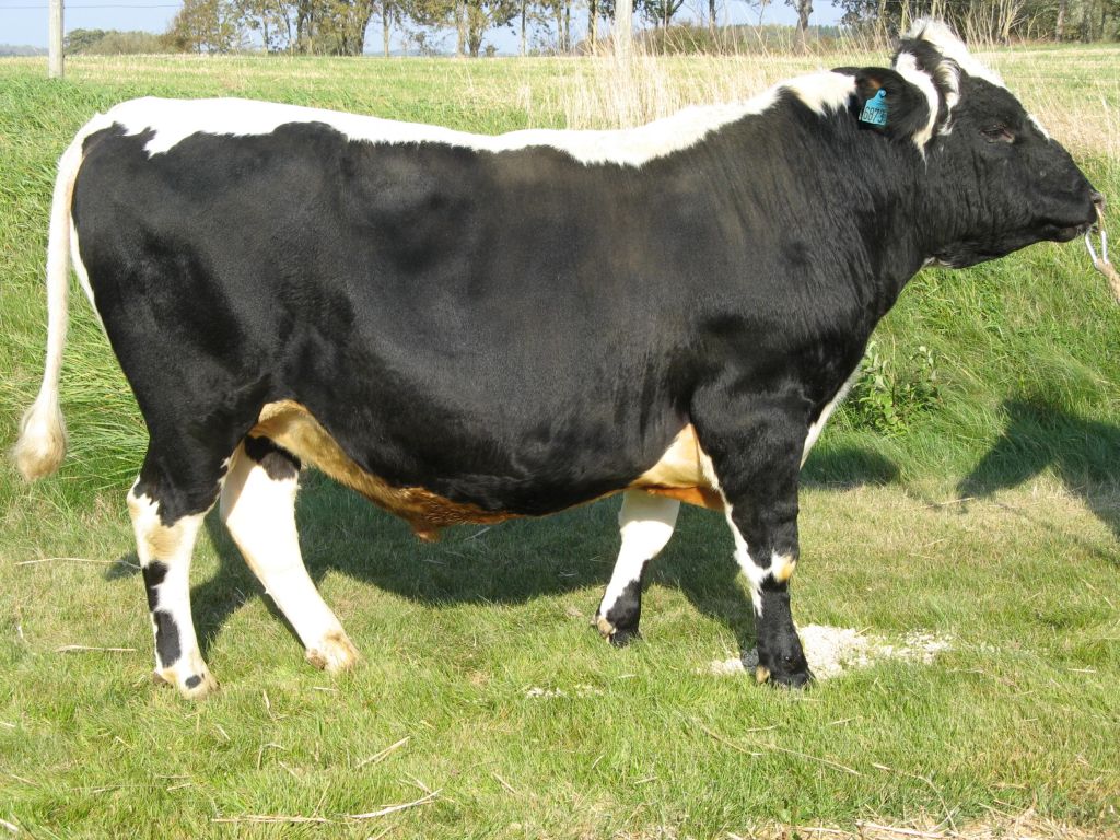 SE 70400-1057 Faramir
