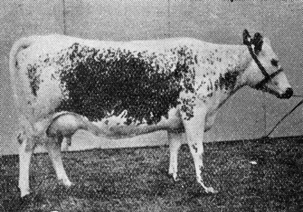 Z 4-76 Grena