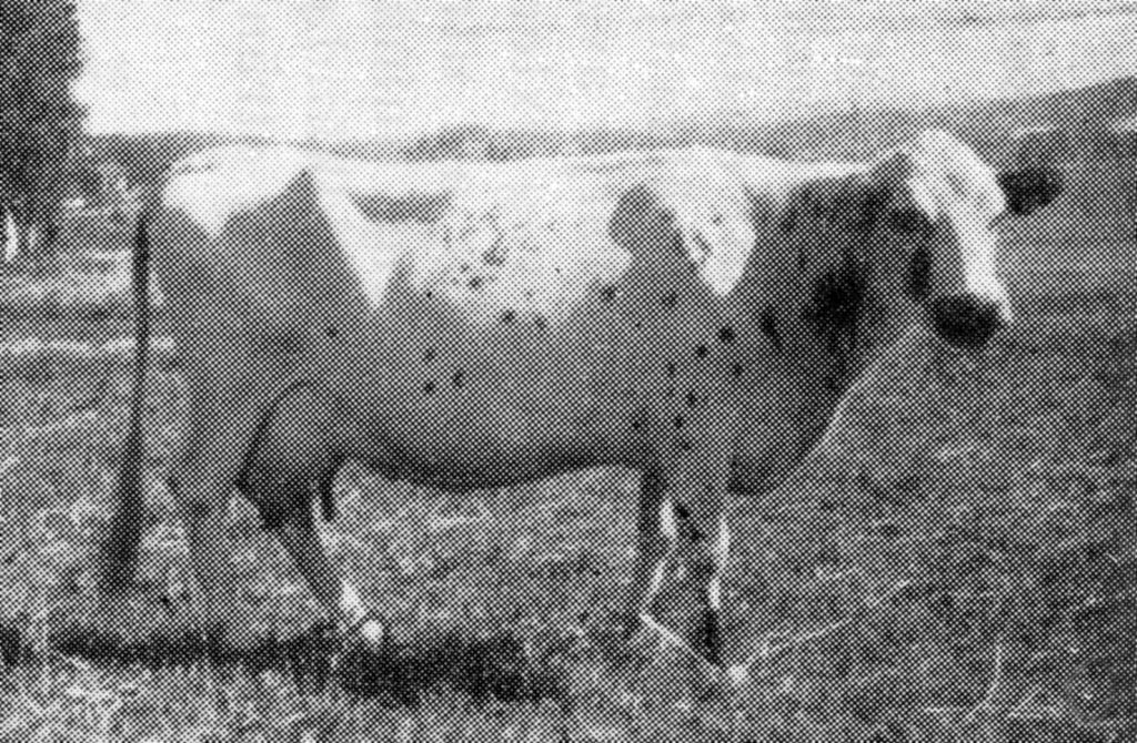 Y 339-22 Rexina